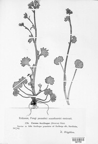 Caeoma saxifragae image